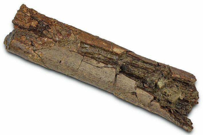 Fossil Dinosaur Bone Section - Wyoming #331000